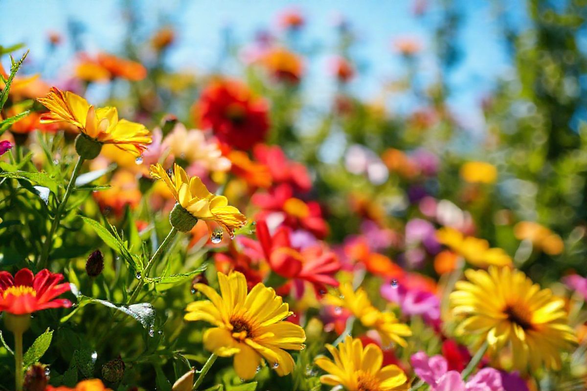 A close-up, photorealistic image of a vibrant, blooming garden filled with various flowers in full bloom, symbolizing health and vitality. The scene captures a variety of colorful petals, including bright reds, yellows, and purples, interspersed with lush green foliage. In the foreground, delicate drops of dew glisten on the petals, reflecting soft morning sunlight that creates a warm and inviting atmosphere. A gentle breeze rustles through the leaves, adding a sense of tranquility to the scene. In the background, blurred but recognizable, is a clear blue sky, enhancing the feeling of openness and serene beauty. The composition subtly suggests the importance of nature in healing and well-being, resonating with the themes of immune responses and allergic reactions discussed in the article. The overall mood is uplifting and soothing, evoking a sense of calm and resilience, perfect for conveying the balance between nature and health in relation to medical treatments like Truqap.